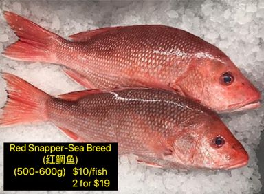 Sea Breed Red Snapper (红鲷鱼)