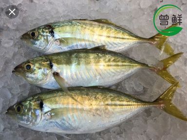 色拉鱼 Selar Fish
