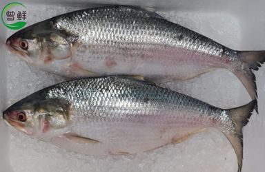 刺客 Tenulosa