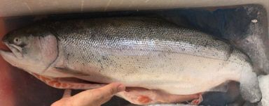 Whole Salmon Trout