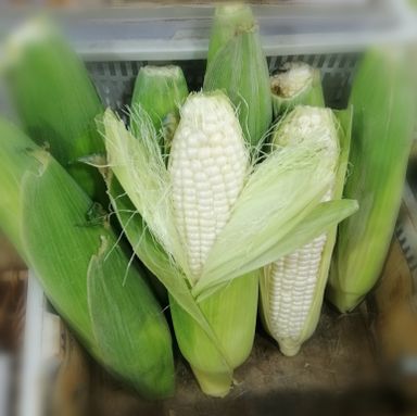 Sweet White Corn | Cameron Highlands | 1 Pc