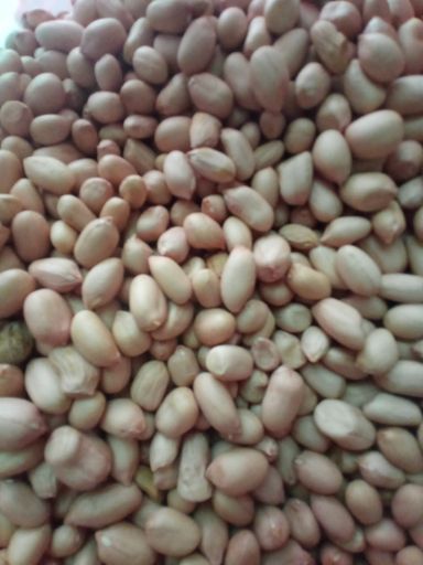 Kacang Tanah