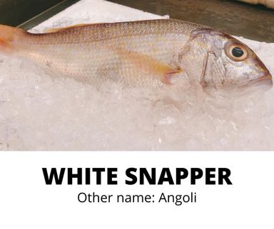 WHITE SNAPPER (ANGOLI) 