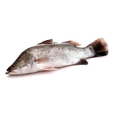 Ikan
