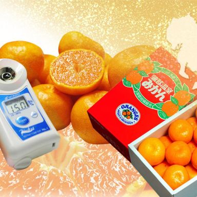 JPN AICHI GAMAGŌRI HOUSE MIKAN GIFTBOX (1.2KG)