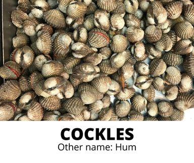 COCKLES (HUM)
