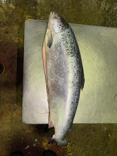 三文鱼 Salmon