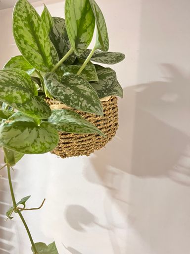 Scindapasus Pictus Exotica Pothos (size M)