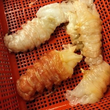 XL MSIA CRAYFISH