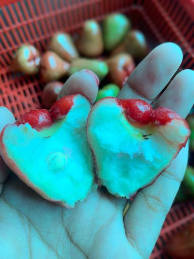 Jambu Air Lonceng Merah 