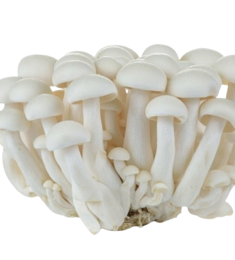 Mushroom_0