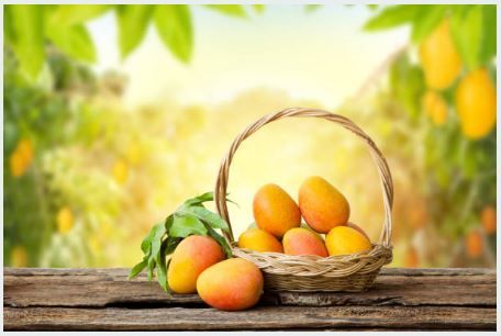 Mango Season 2025 !!_0