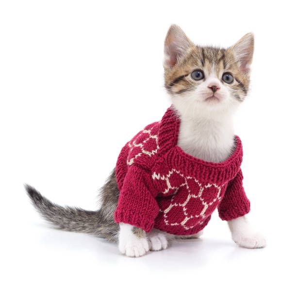 Pet clothes