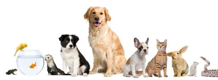 ANIMALERIE