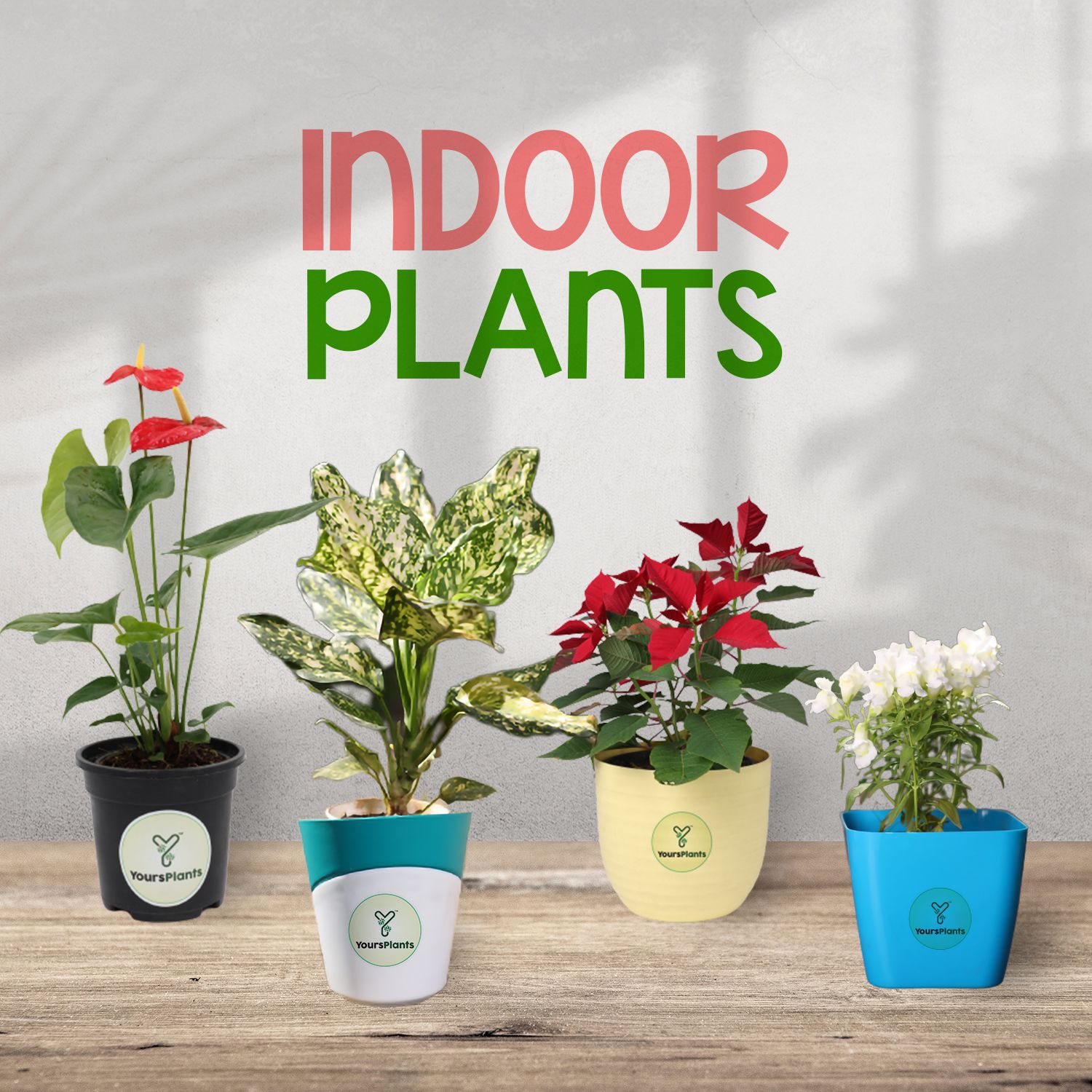 Indoor Plants