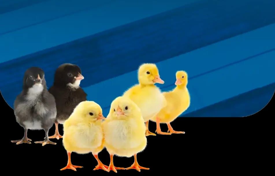 DOD Bebek & DOC Ayam_0