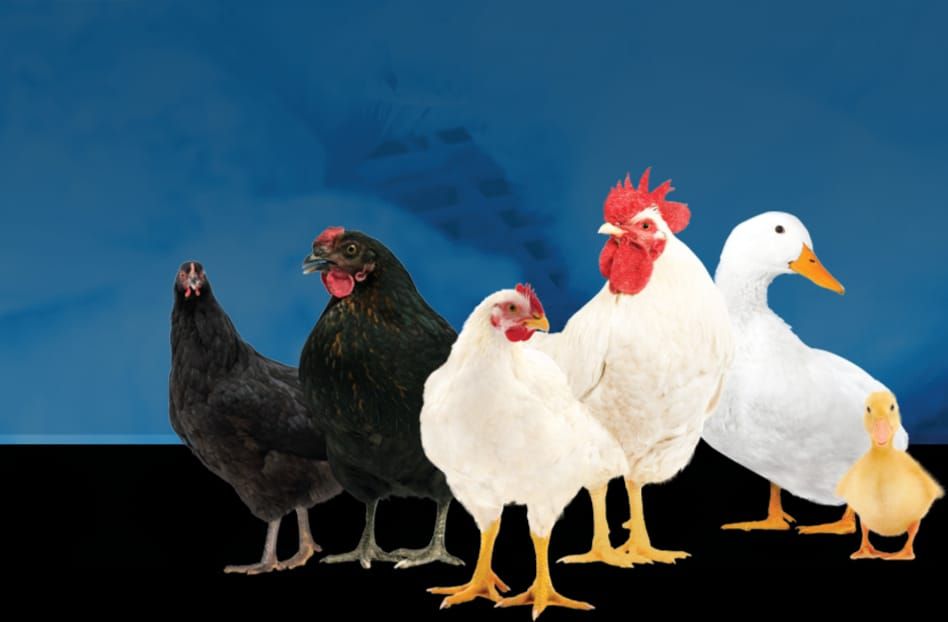 Indukan Ayam & Bebek Usia 2 - 6 Bulan _0