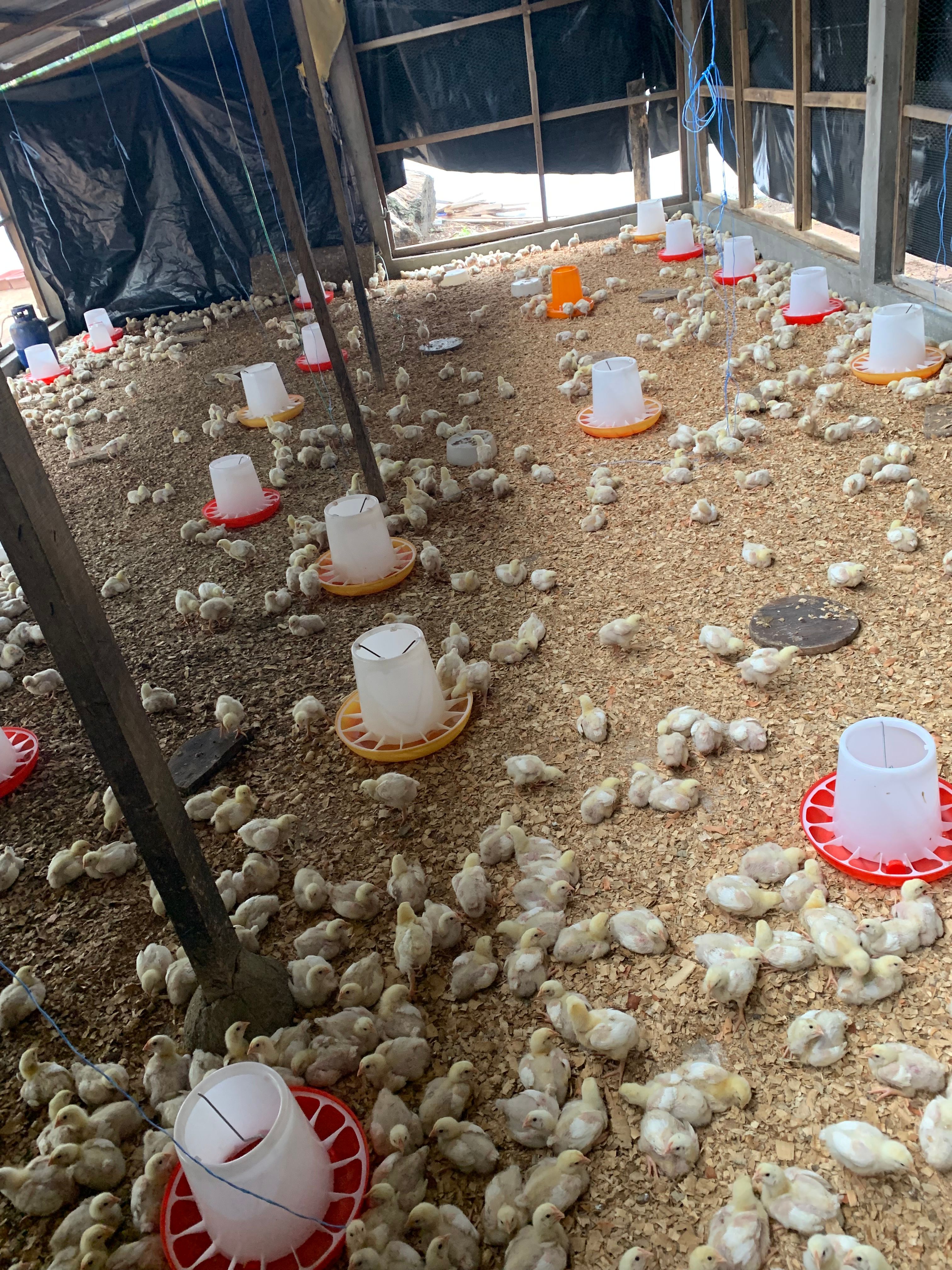 Une ferme au nomment hygiène _0
