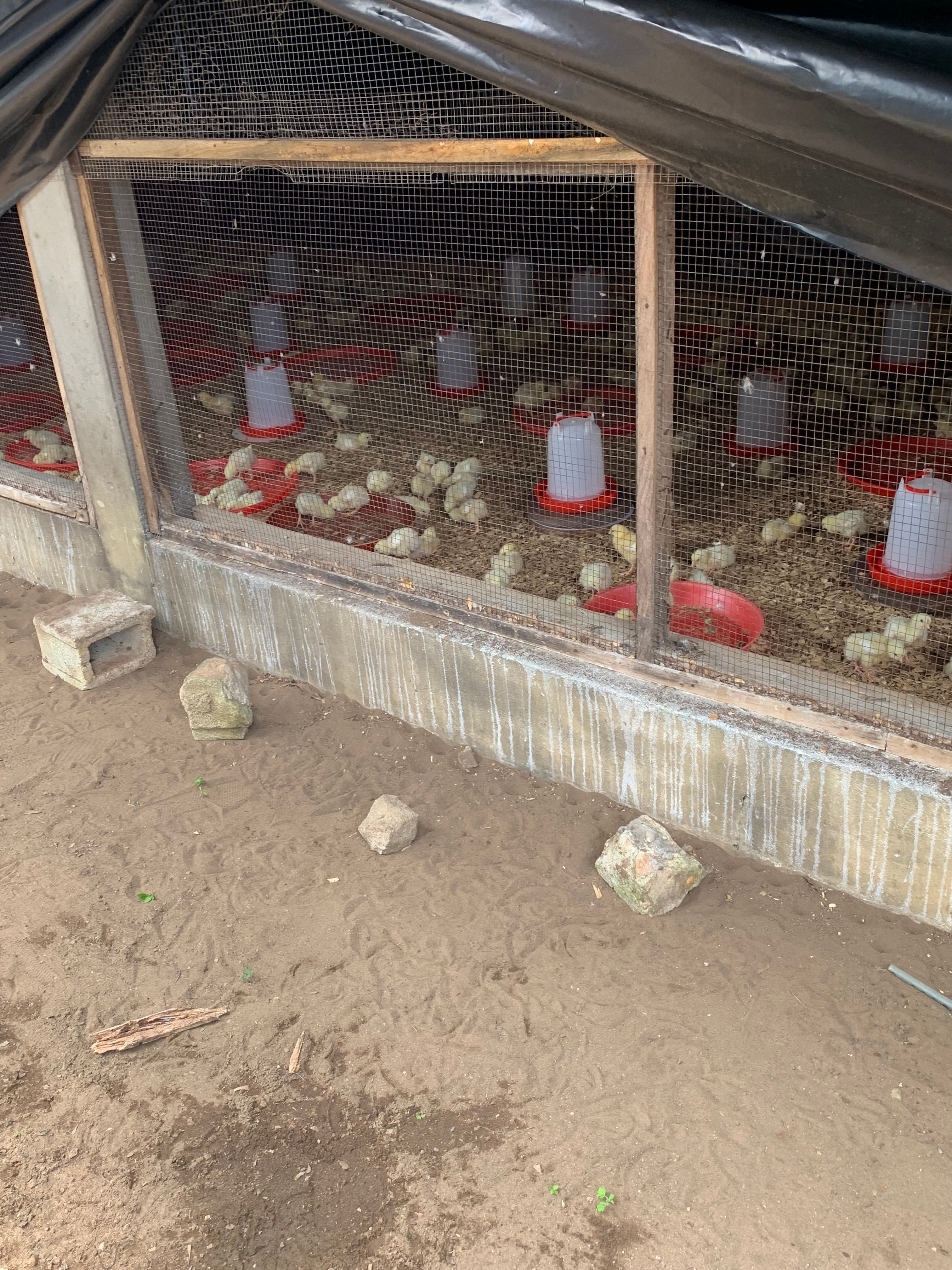 Une ferme au nomment hygiène _7