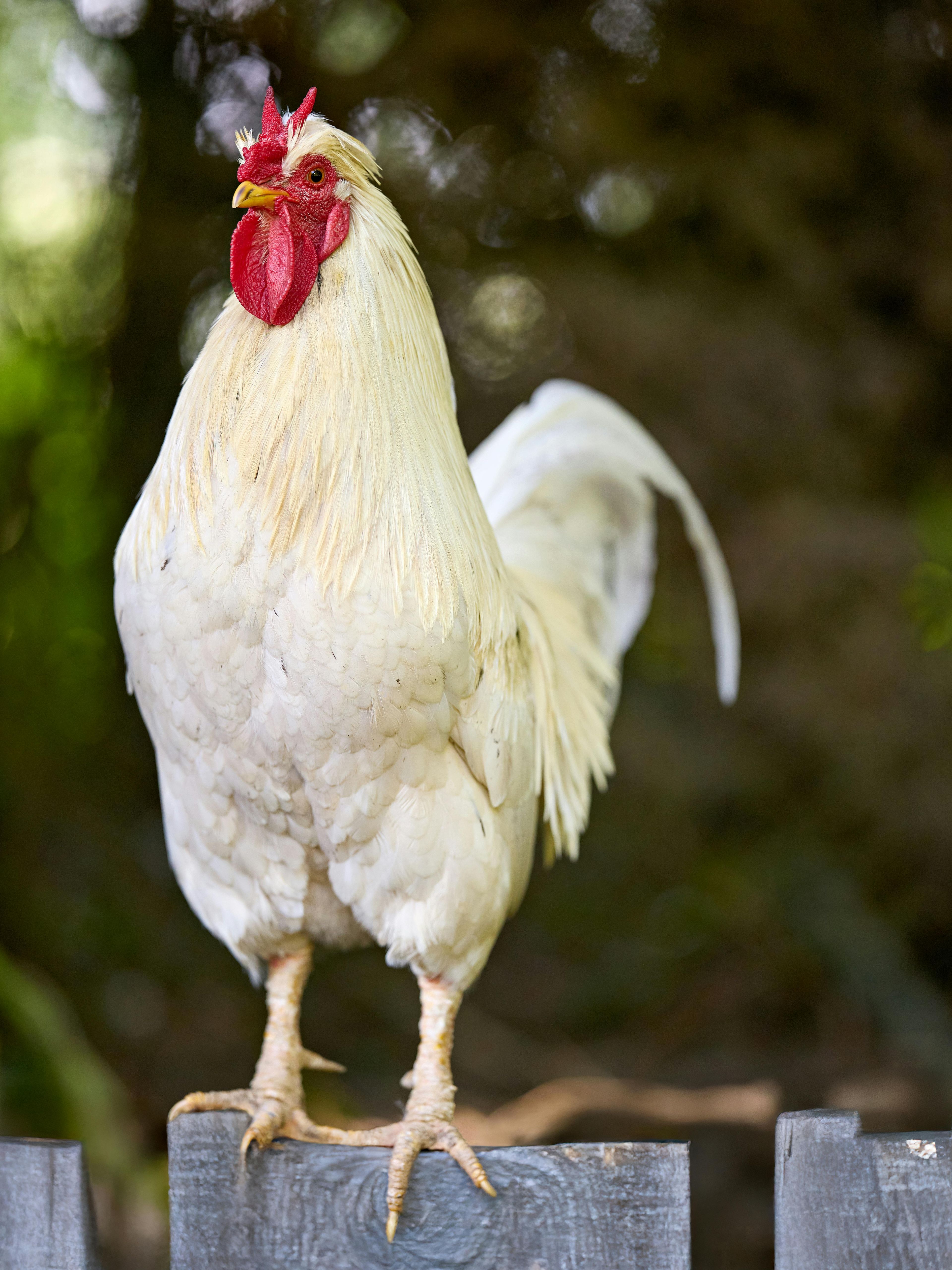 Animal Feeding: Cattle Feed Horse Feed Pig Feed Sheep Feed Fish Feed Rabbit Feed Chicken Feed Duck Feed Bird Feed Various Aquatic Feeds! All are suitable for use!_1