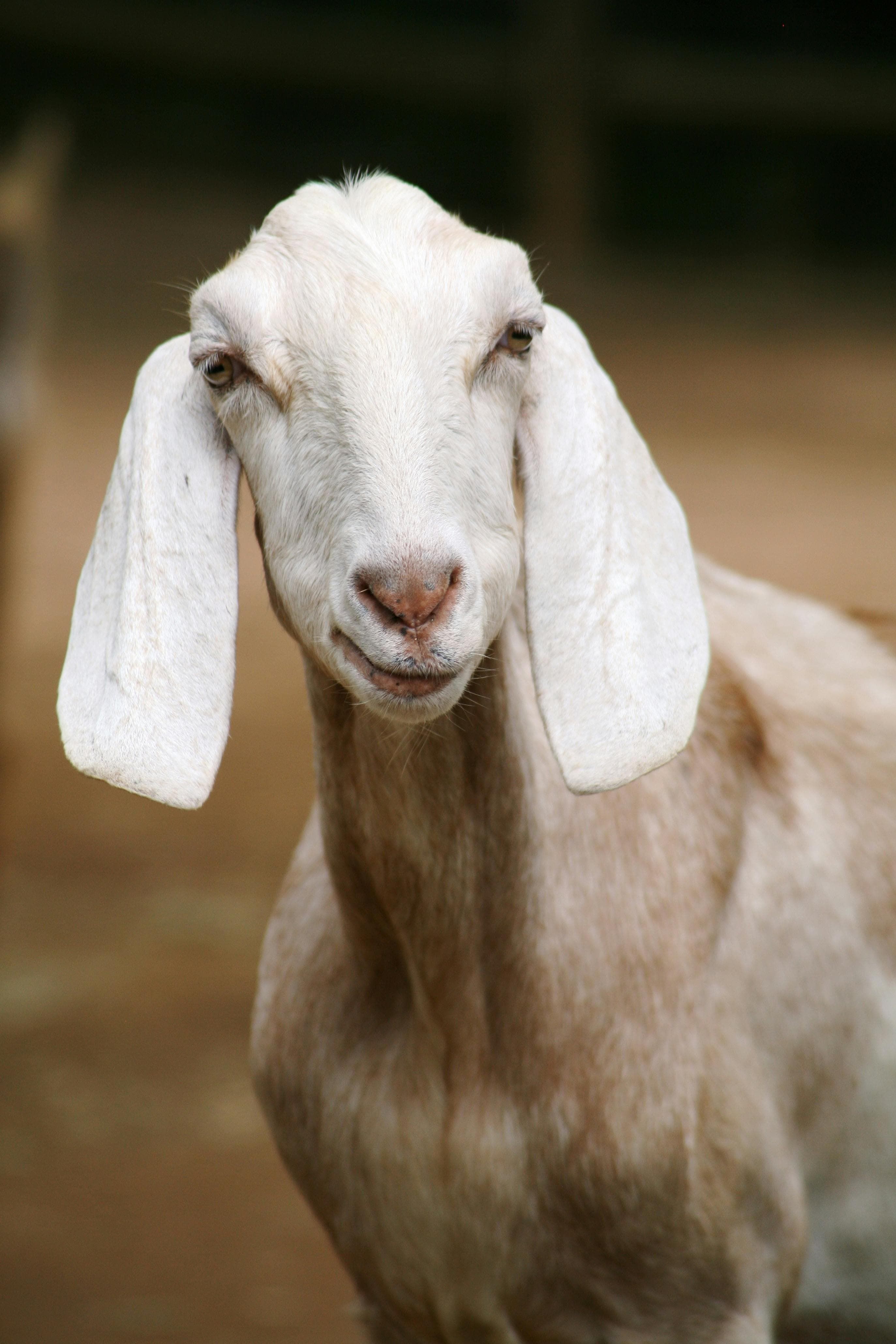 Animal Feeding: Cattle Feed Horse Feed Pig Feed Sheep Feed Fish Feed Rabbit Feed Chicken Feed Duck Feed Bird Feed Various Aquatic Feeds! All are suitable for use!_2
