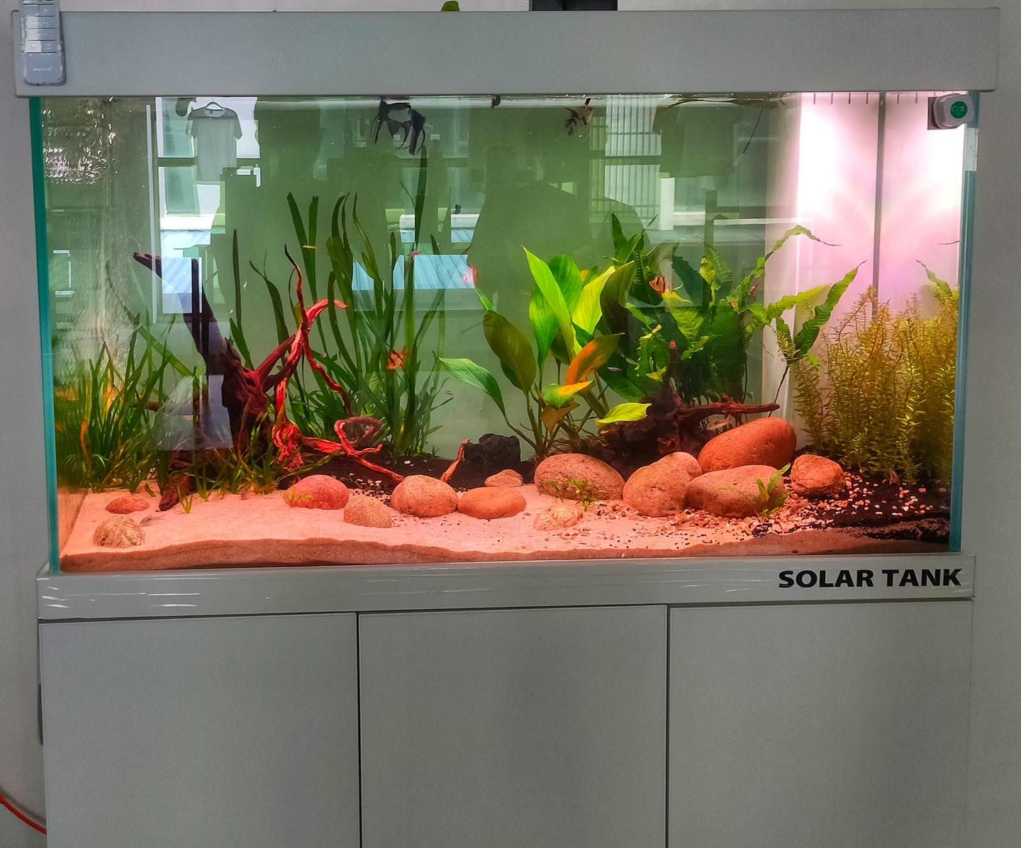 Custom Aquarium_2
