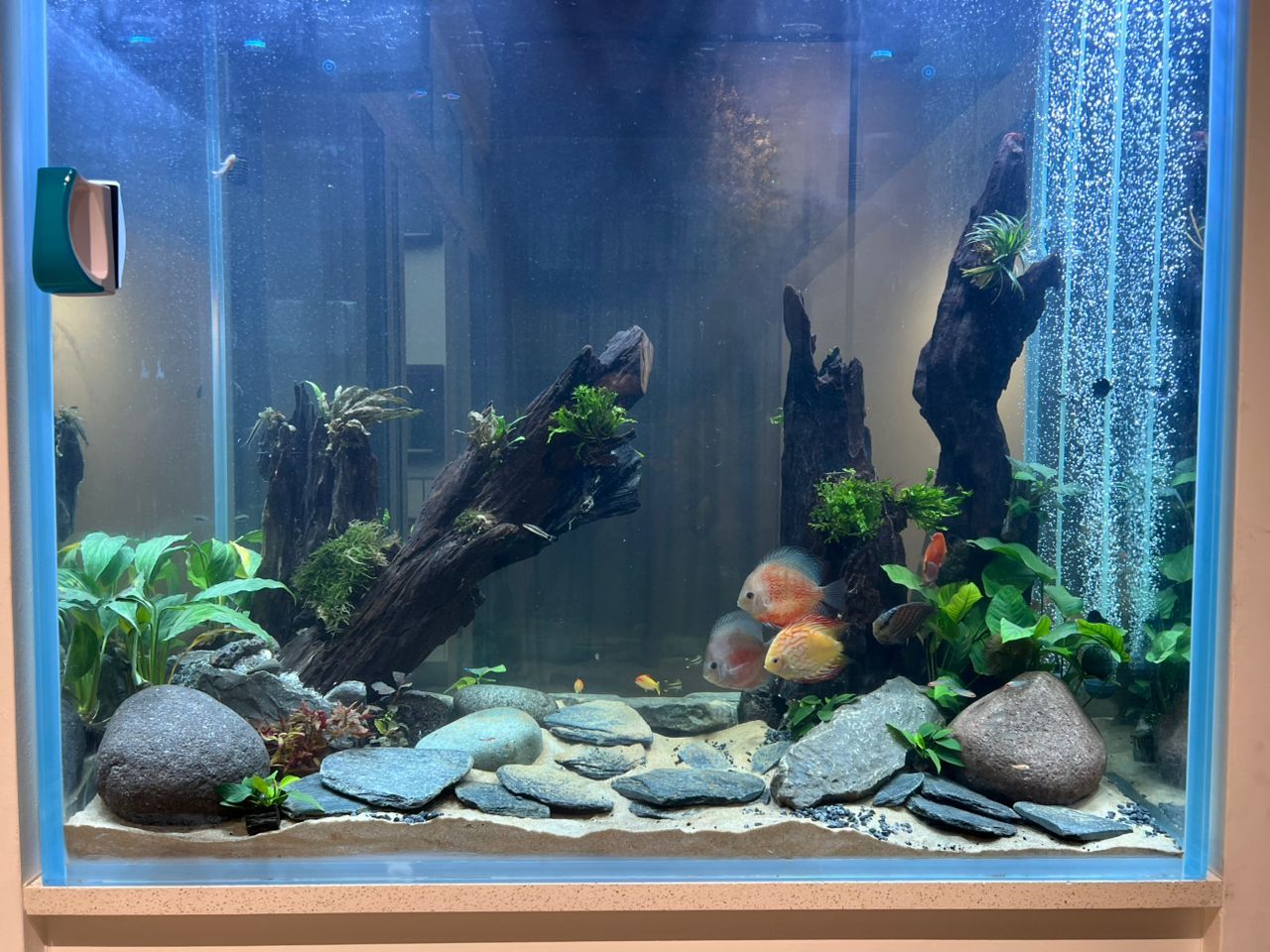 Custom Aquarium_4