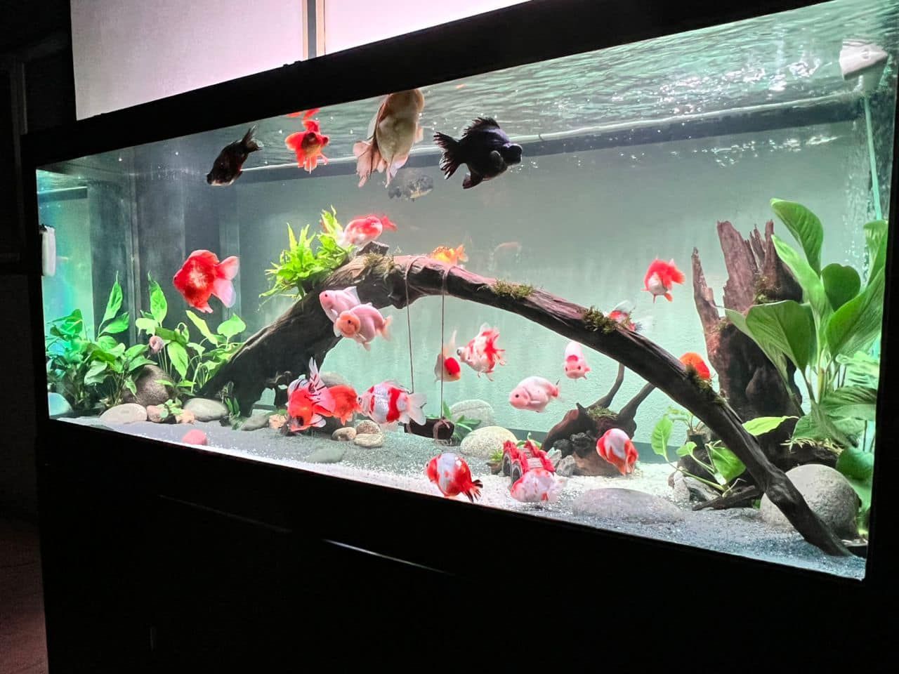Aquarium Aquascape_4