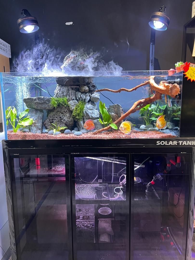 Aquarium Aquascape_9