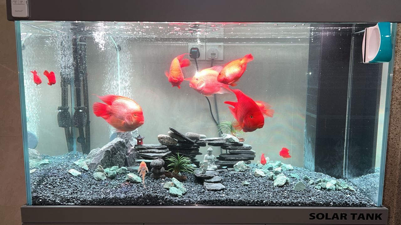 Aquarium Aquascape_11