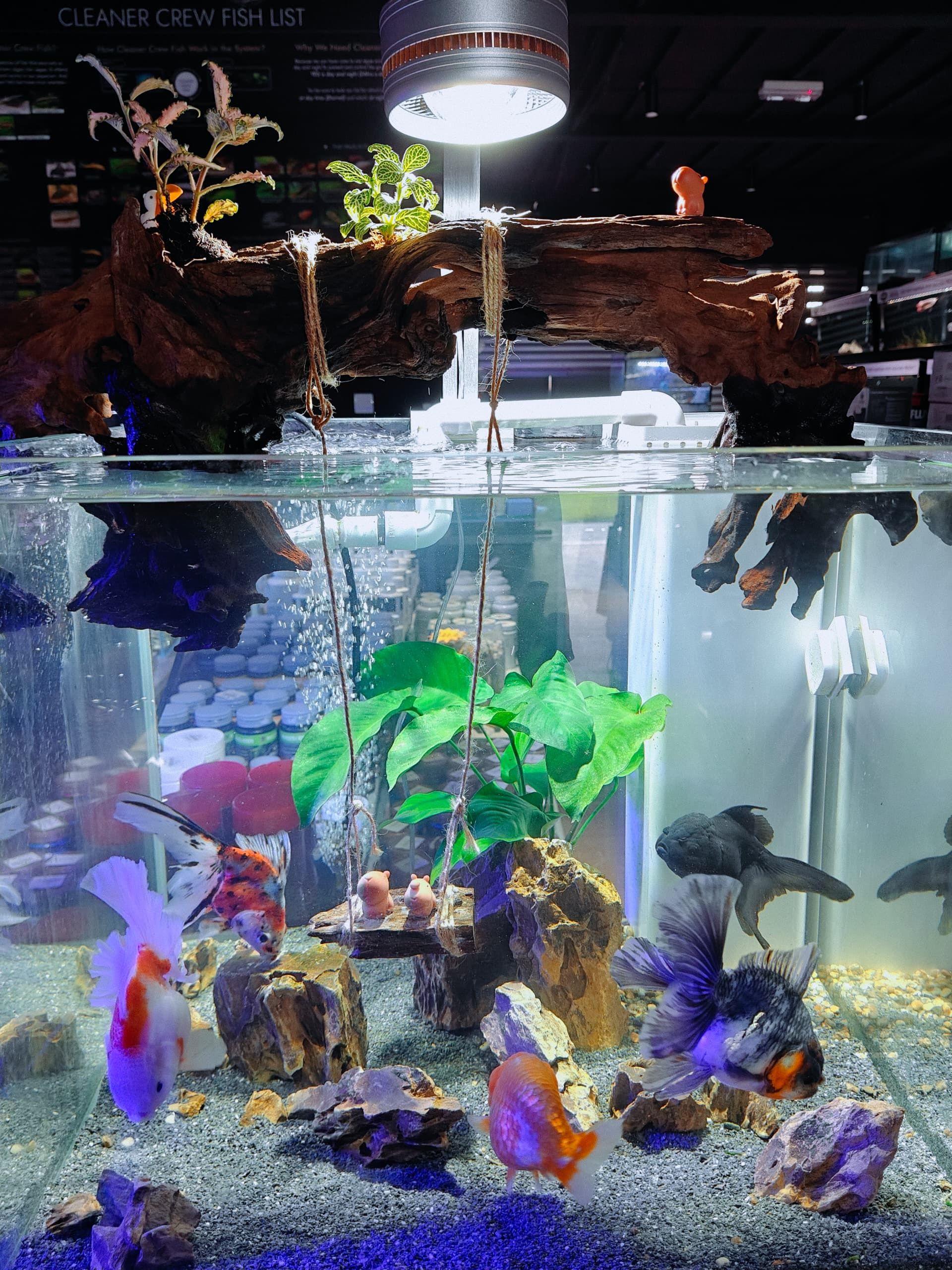 Aquarium Aquascape_14