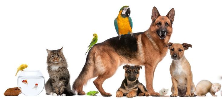 ANIMALERIE_0