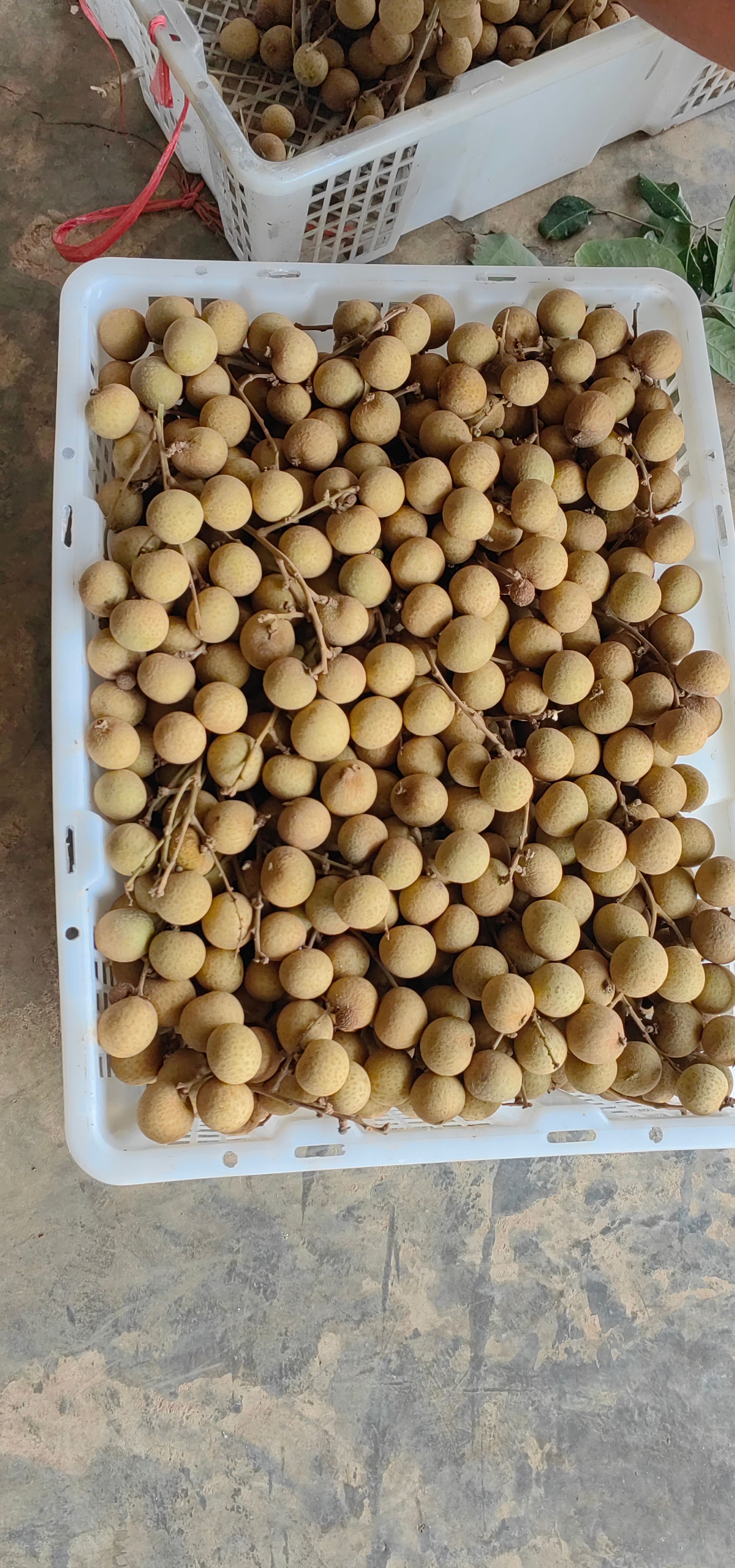 ដែលមៀនប៉ៃលិន_0