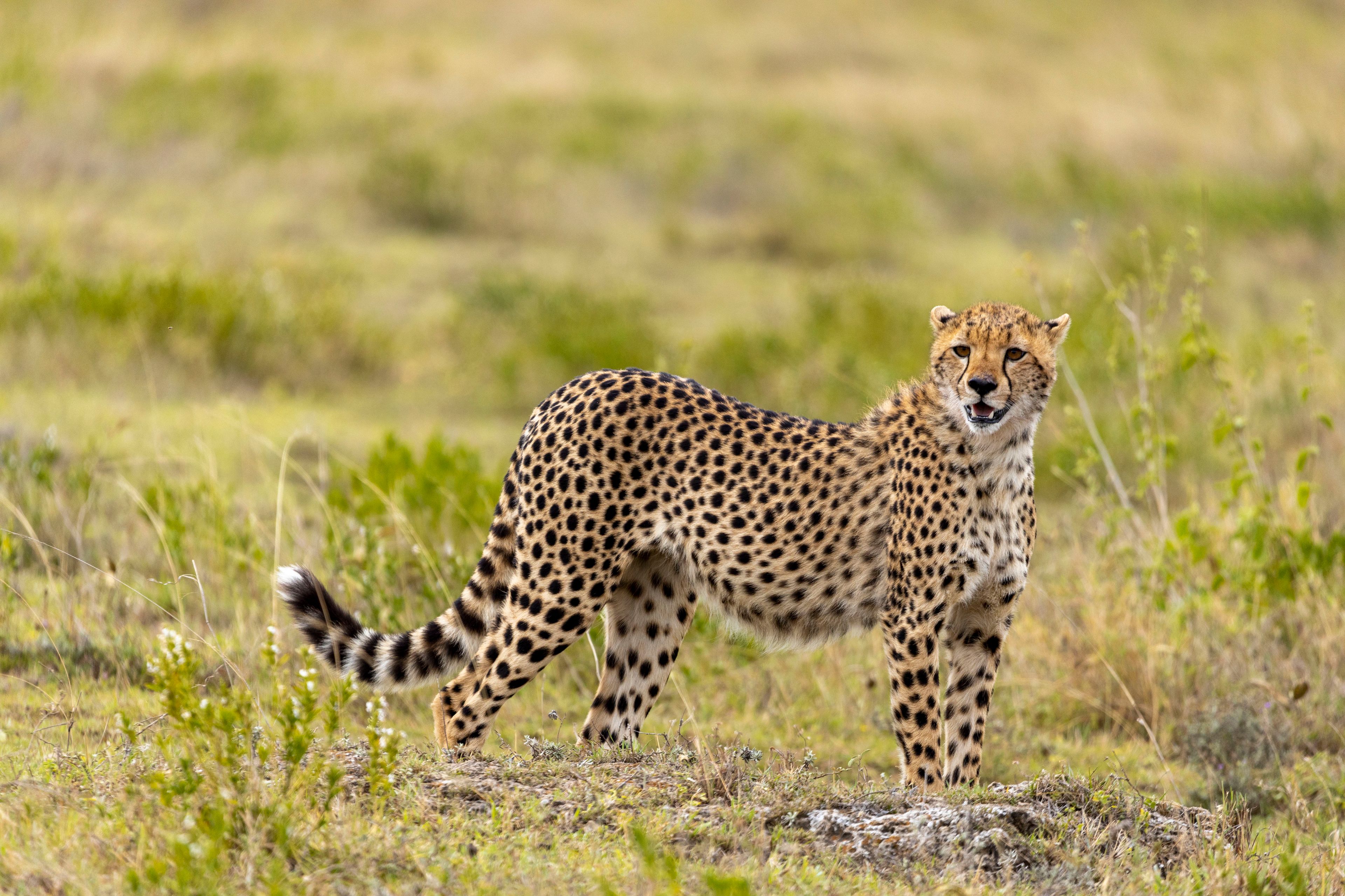 Visit Tarangire, Lake Manyara and Serengeti National Parks, as well es Ngorongoro Crater all conveniently close to our villa._0