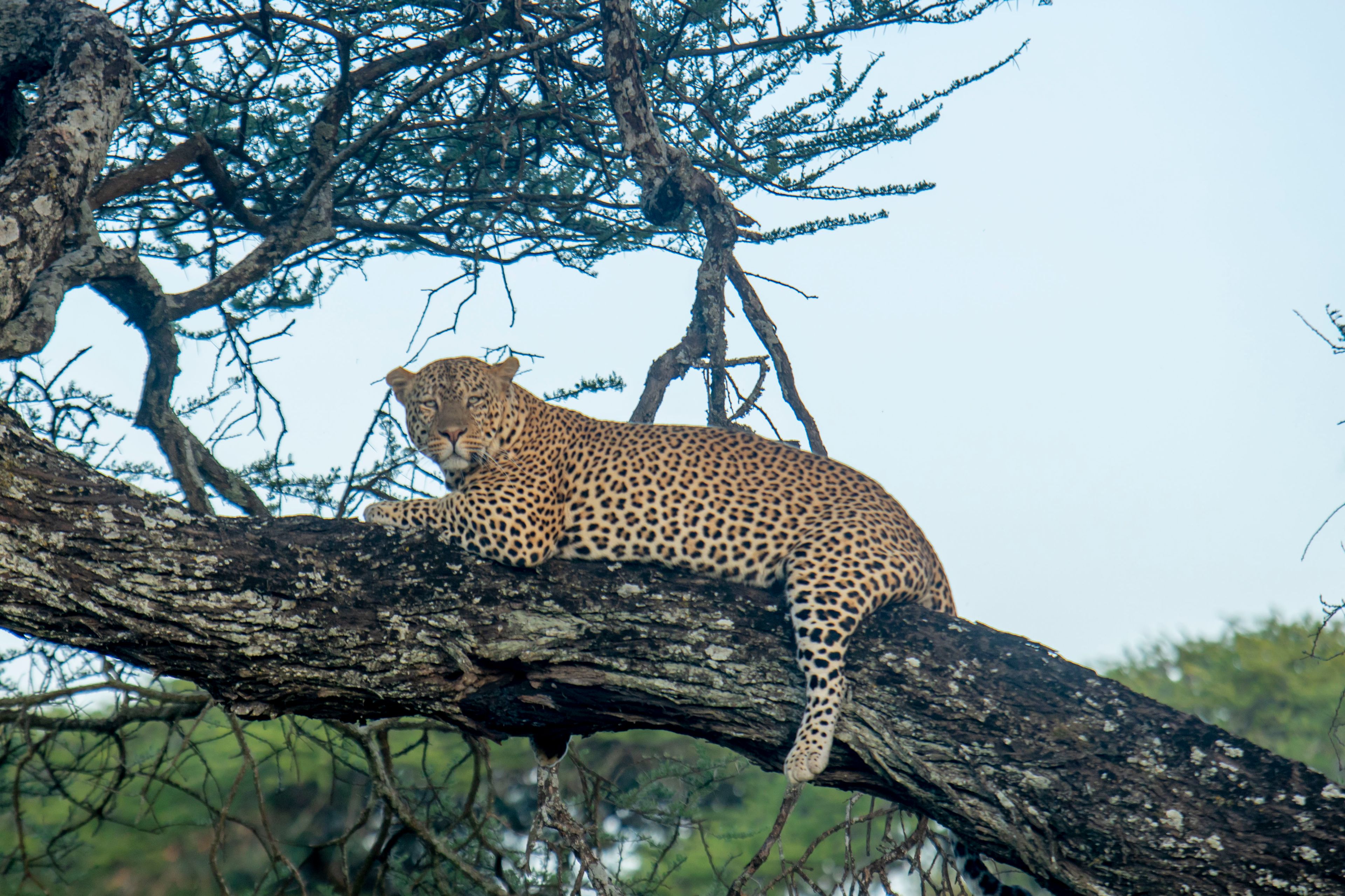 Visit Tarangire, Lake Manyara and Serengeti National Parks, as well es Ngorongoro Crater all conveniently close to our villa._3