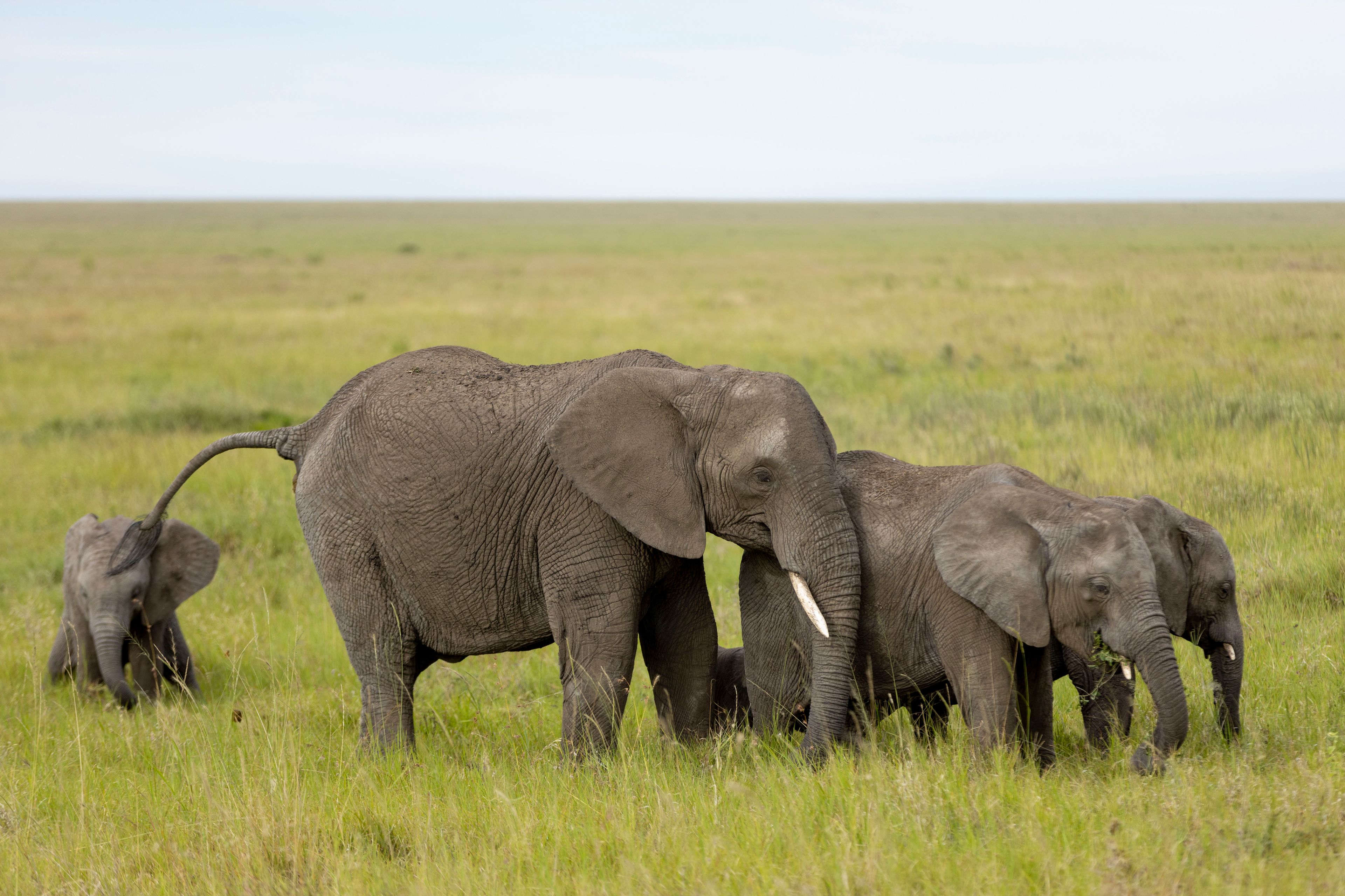 Visit Tarangire, Lake Manyara and Serengeti National Parks, as well es Ngorongoro Crater all conveniently close to our villa._6