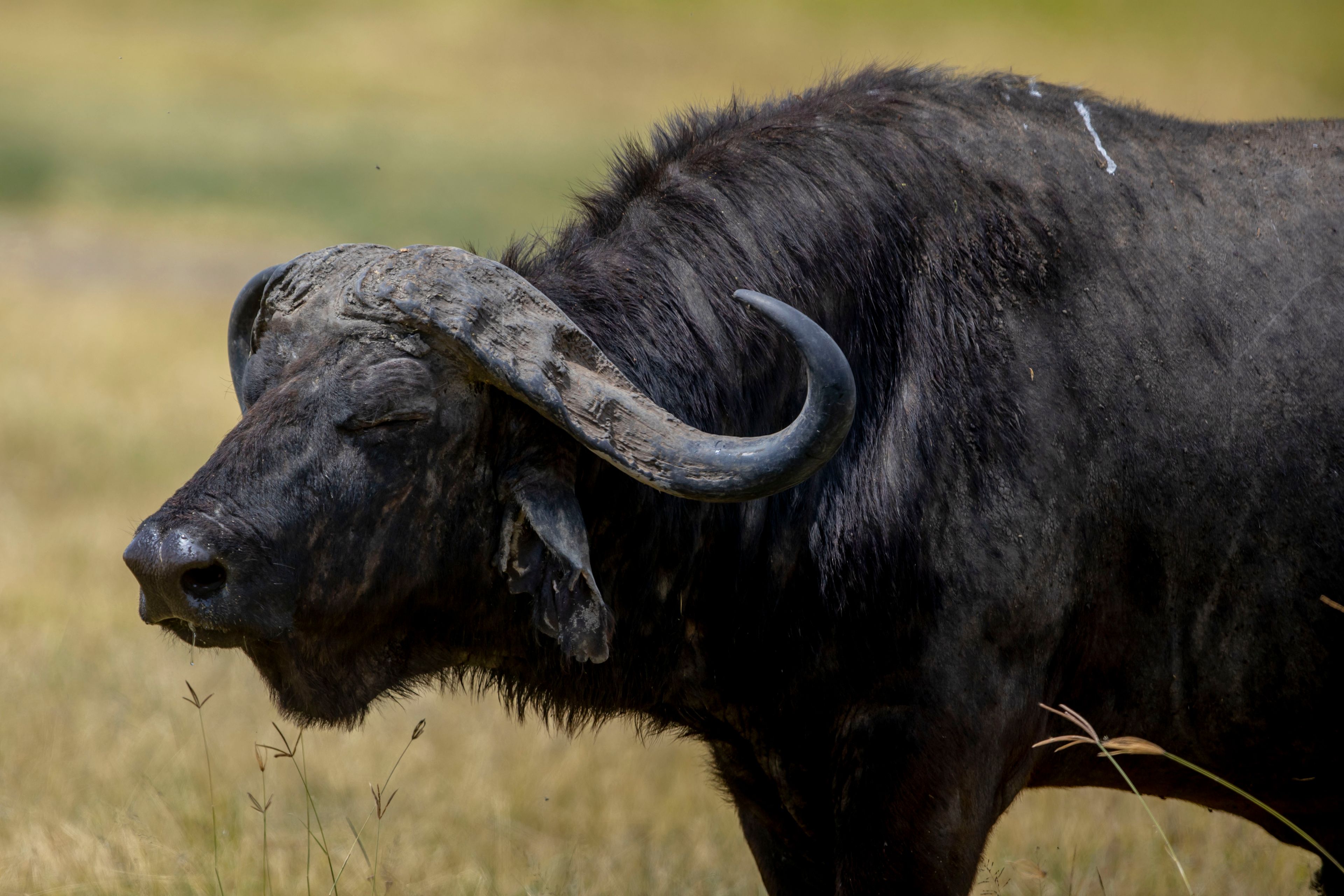 Visit Tarangire, Lake Manyara and Serengeti National Parks, as well es Ngorongoro Crater all conveniently close to our villa._5