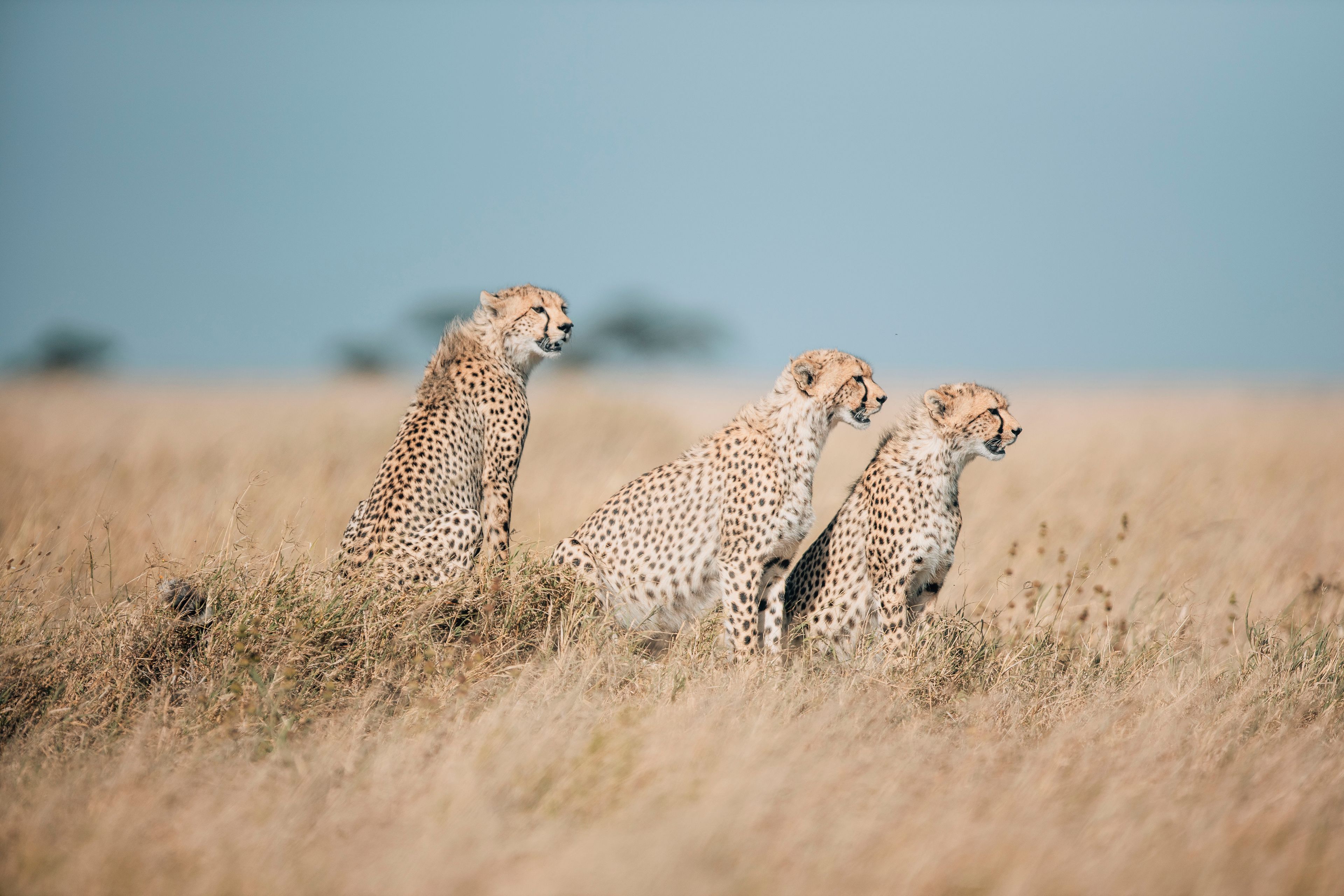 Visit Tarangire, Lake Manyara and Serengeti National Parks, as well es Ngorongoro Crater all conveniently close to our villa._8