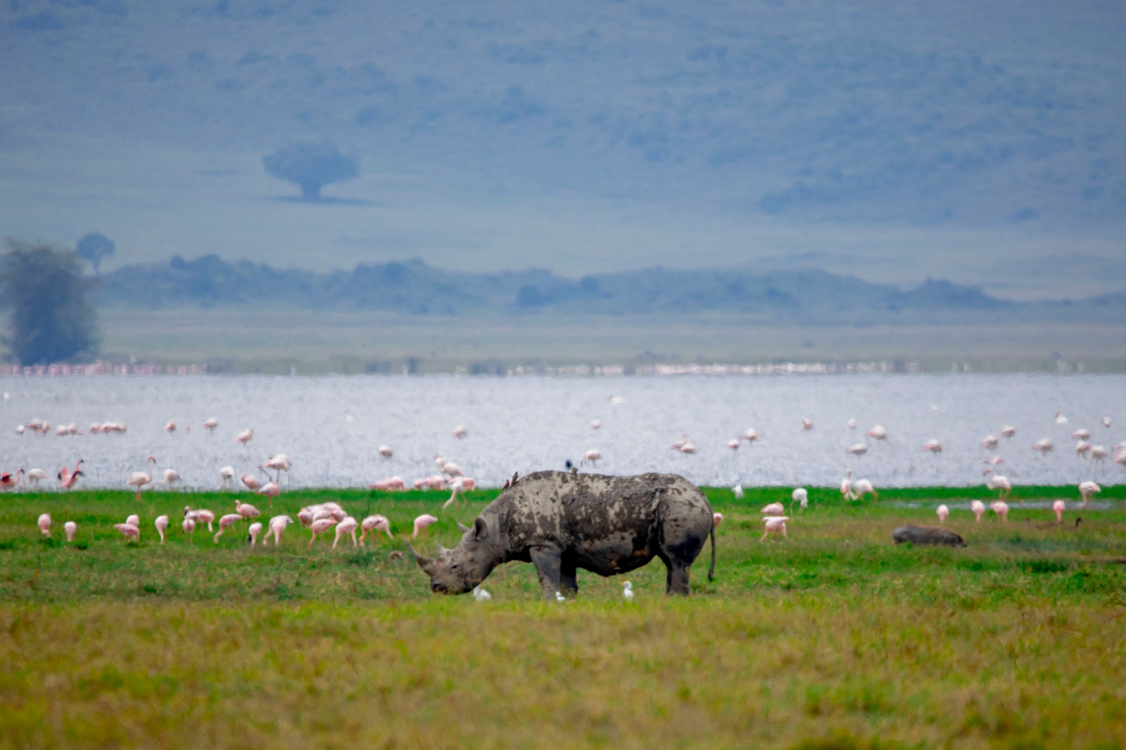 Visit Tarangire, Lake Manyara and Serengeti National Parks, as well es Ngorongoro Crater all conveniently close to our villa._11