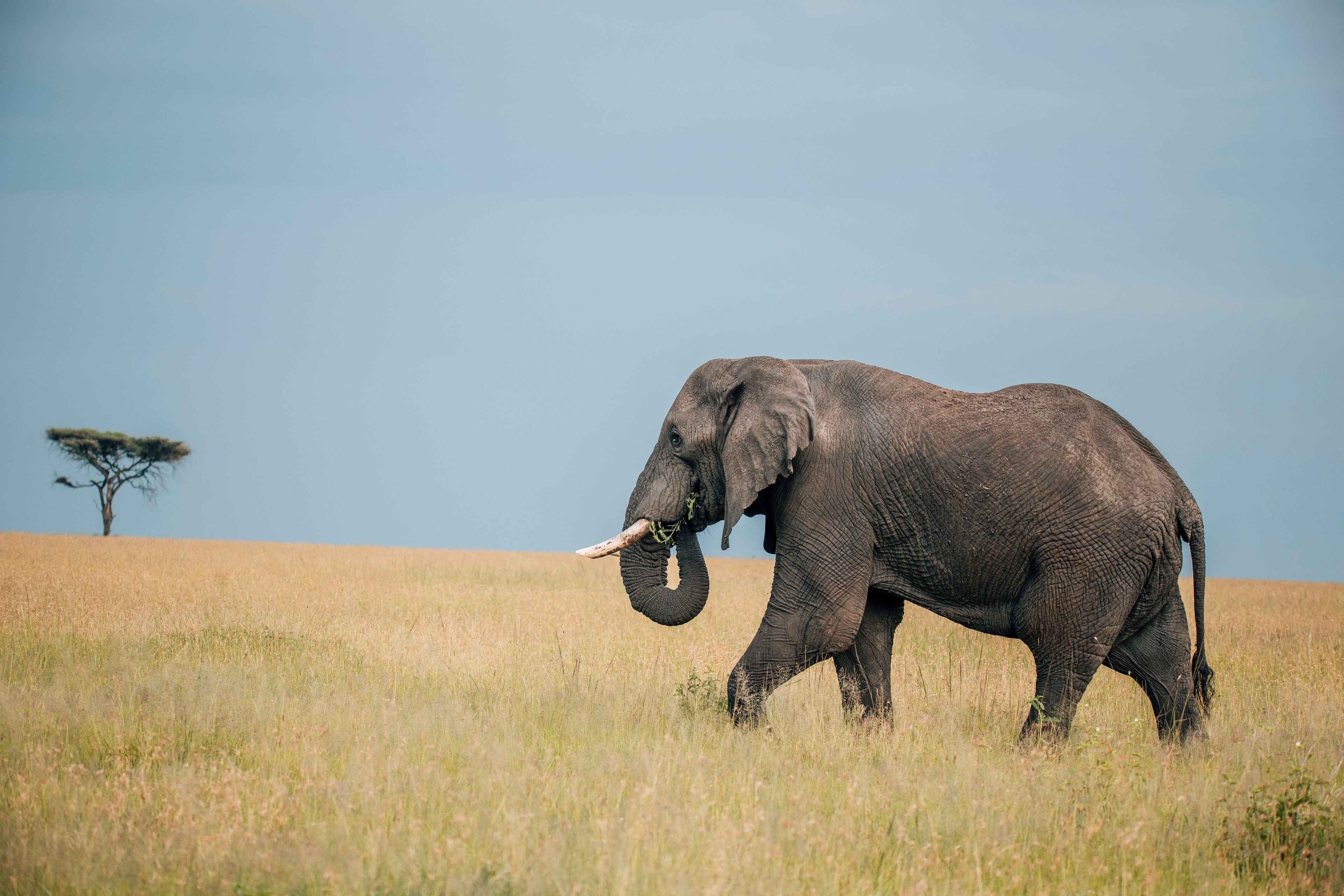 Visit Tarangire, Lake Manyara and Serengeti National Parks, as well es Ngorongoro Crater all conveniently close to our villa._13