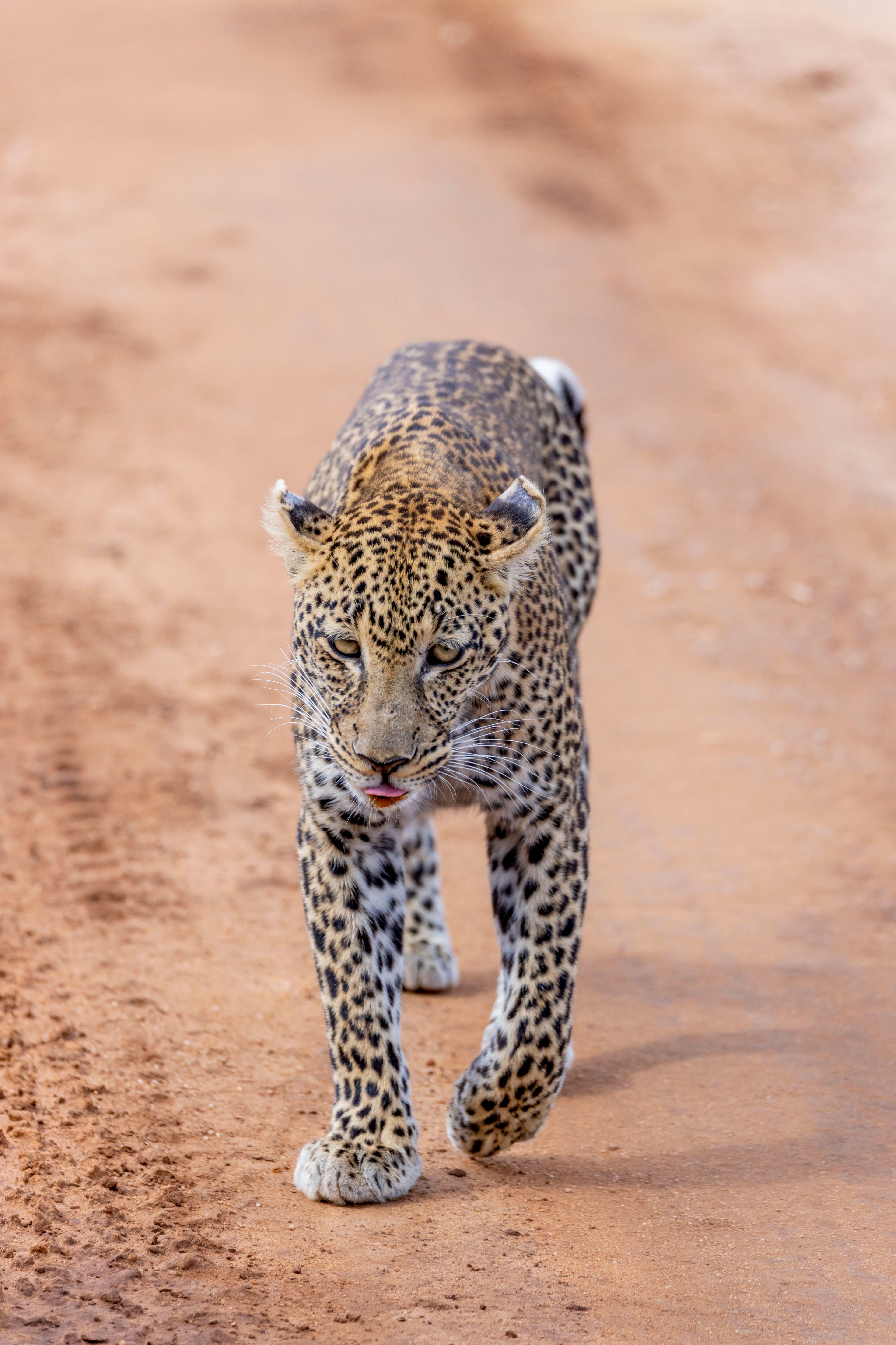 Visit Tarangire, Lake Manyara and Serengeti National Parks, as well es Ngorongoro Crater all conveniently close to our villa._7