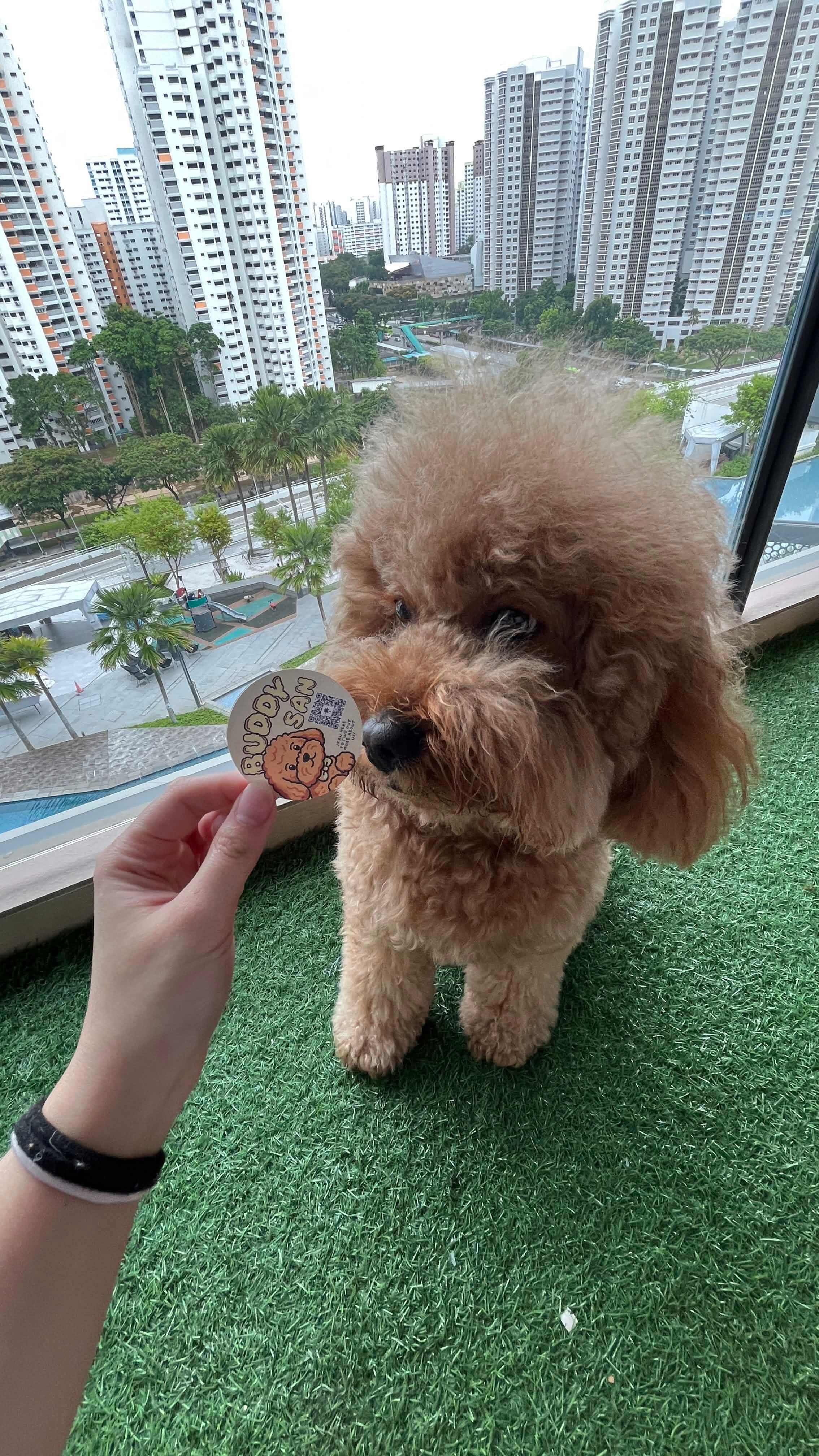 Buddy-San's Story❤️_7