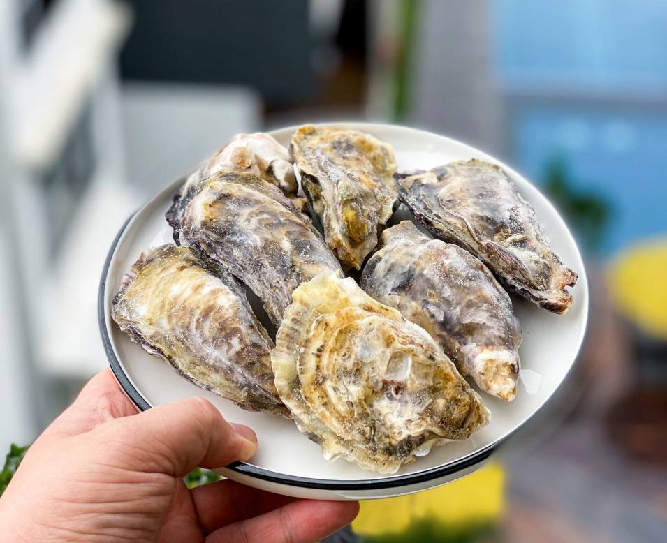 6 pcs Hyogo Oysters (M-Size)